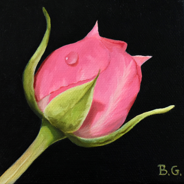 Pink rose